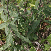 inula_conyza4md