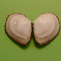 Limecola balthica (Telline de la Baltique)