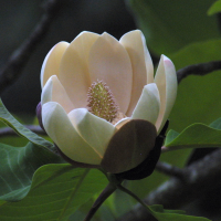 magnolia_obovata3md