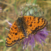 melitaea_didyma6gv