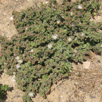 Mesembryanthemum crystallinum (Ficoïde glaciale)
