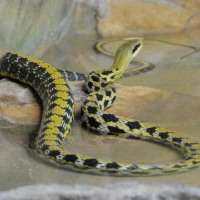 Orthriophis taeniurus (Serpent ratier)