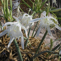 pancratium_maritimum5gv