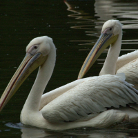 pelican_blanc_-_pelecanus_onocrotalus5md