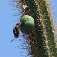 pilosocereus_royeni5bd