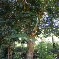 pterocarpus_indicus5md