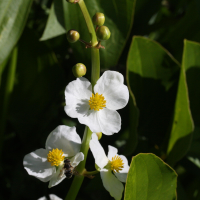 Sagitta_latifolia (Sagittaria latifolia)