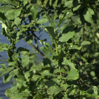 Salix aurita (Saule à oreillettes)