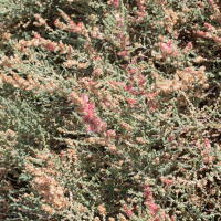 salsola_vermiculata1md