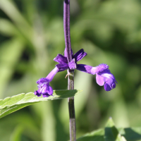 salvia_farinacea2bd (Salvia farinacea)