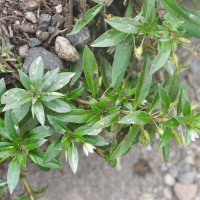 Sauvagesia erecta (Sauvagesia)