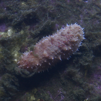 Stichopus regalis (Concombre de mer)