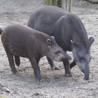 Tapirus terrestris (Tapir terrestre)