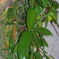 vanilla_planifolia2bd (Vanilla planifolia)