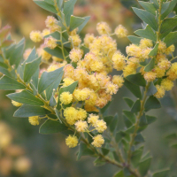 Acacia cultriformis (Mimosa couteau)