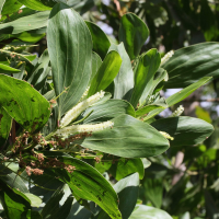 acacia_mangium4md (Acacia mangium)