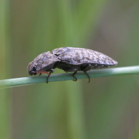 agripnus_murinus