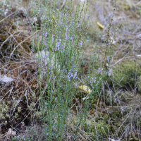Anarrhinum bellidifolium (Anarrhinum)