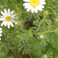 anthemis_altissima2md (Anthemis altissima)