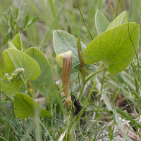 Aristolochia paucinervis (Aristoloche)