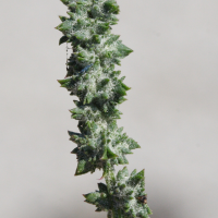 atriplex_littoralis2md