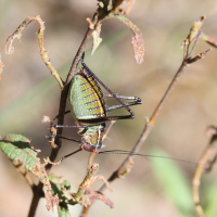 barbitistes_fischeri3md (Barbitistes fischeri)