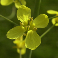 Brassica_napus (Brassica napus)