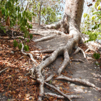 bursera_simaruba3md (Bursera simaruba)