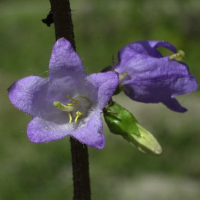 campanula_latifolia3md