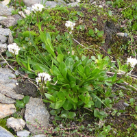 Cardamine bellidifolia alpina (Cardamine à feuilles de pâquerette)