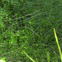 Carex pauciflora (Laîche pauciflore)