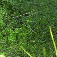 carex_pauciflora1md (Carex pauciflora)