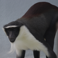 cercopithecus_diana_roloway1bd