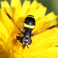 Chrysotoxum bicinctum (Syrphe)