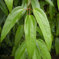 clematis_armandii2bd (Clematis armandii)