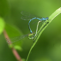 coenagrion_puella7md (Coenagrion puella)