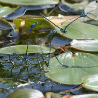 coenagrion_puella9bd (Coenagrion puella)