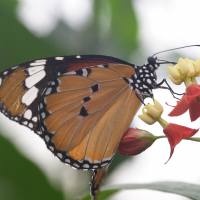 danaus_chrysippus5md (Danaus chrysippus)