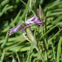 dianthus_furcatus_furcatus3bd (Dianthus furcatus)