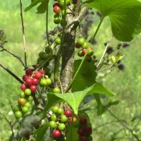 Dioscorea_communis (Dioscorea communis)