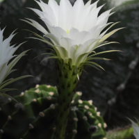 Echinopsis oxygona (Echinopsis, Boule de Moïse, Cactus-oursin)