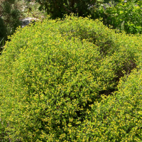 Euphorbia spinosa (Euphorbe épineuse)