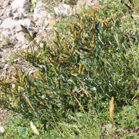 Genista tinctoria ssp. delarbrei (Genêt des teinturiers)