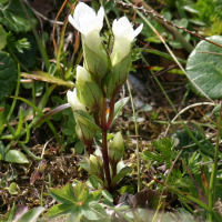 gentianella_campestris6sd