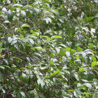 Lawsonia inermis (Henné)