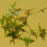 Lemna trisulca (Lentille d'eau trilobée)
