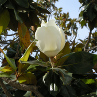 magnolia_grandiflora7md