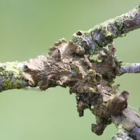 Melanelixia subaurifera (Lichen)