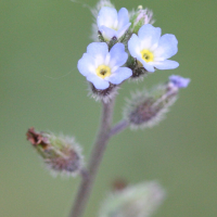 myosotis_ramosissima2md