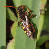 Nomada sp. (Abeille-coucou)